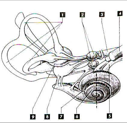 orecchio interno